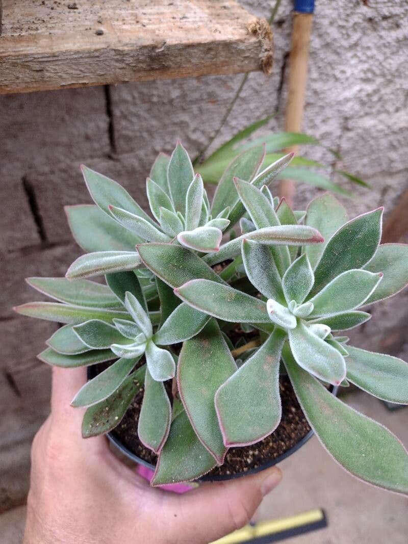 Echeveria 6