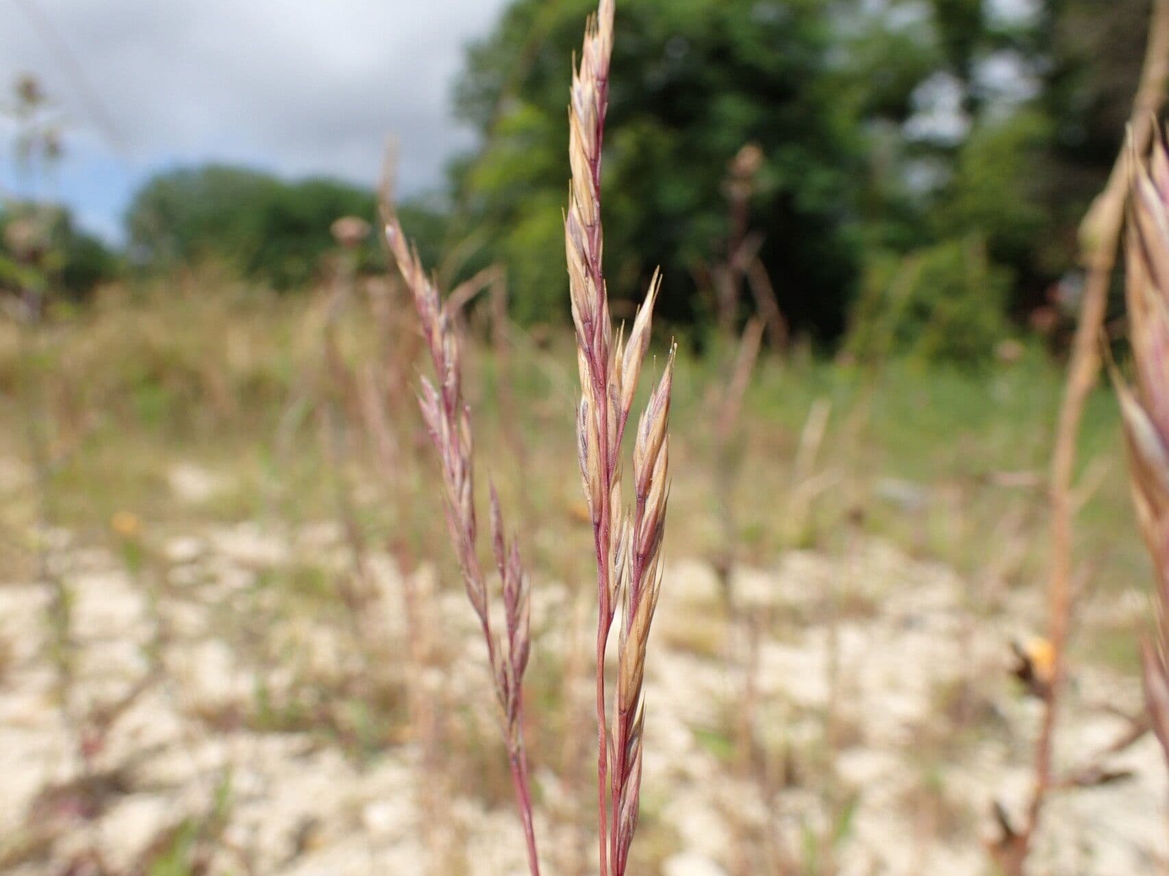 Festuca rossa 2