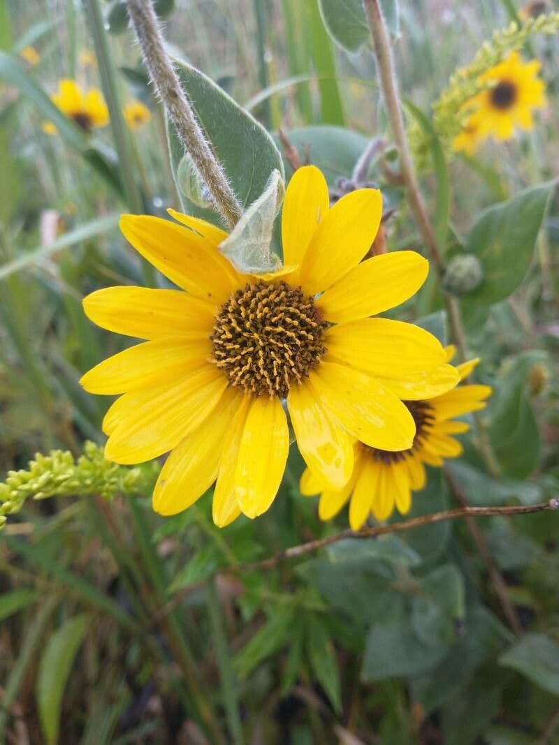 Asch-Sonnenblume 5