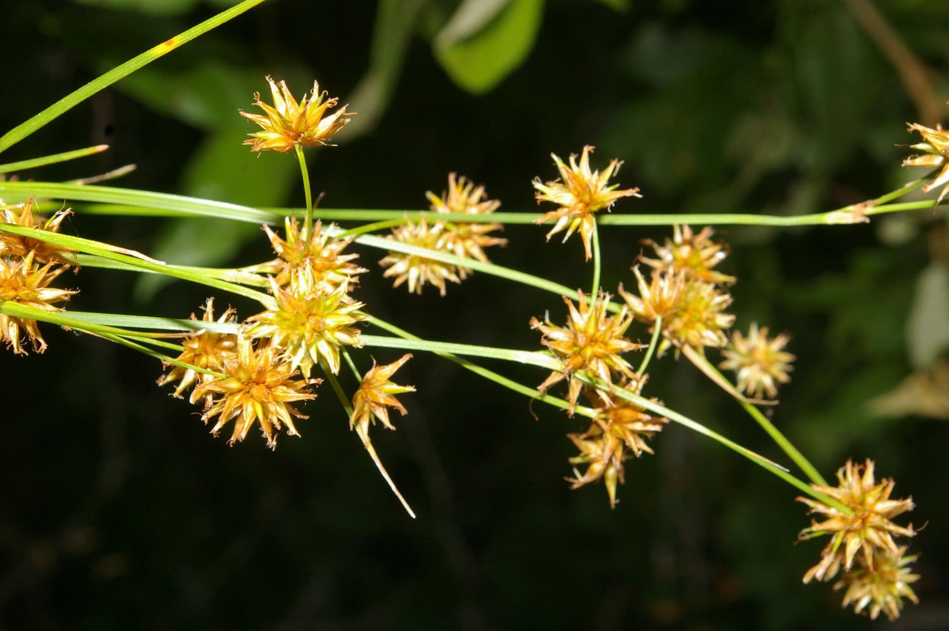Rhynchospora 3