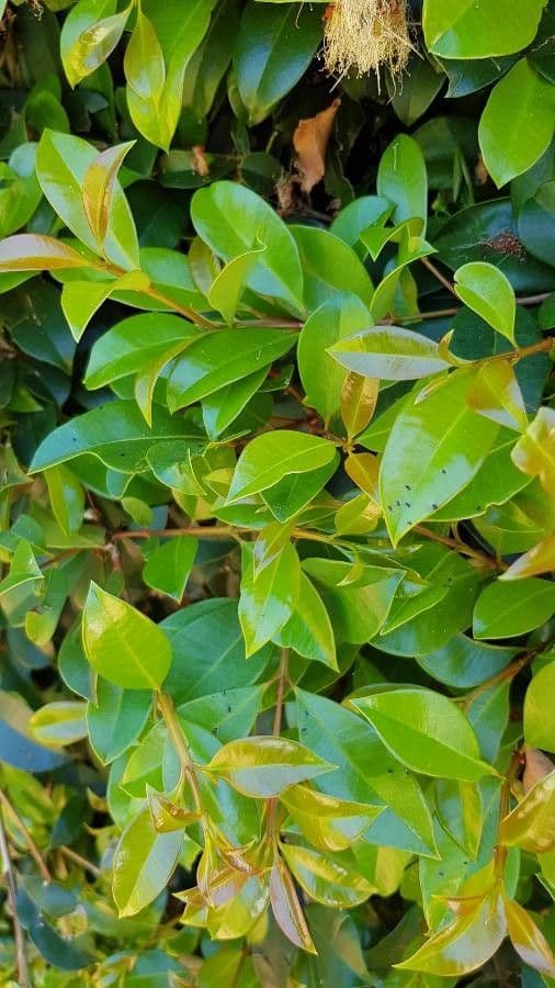 Syzygium paniculatum 20