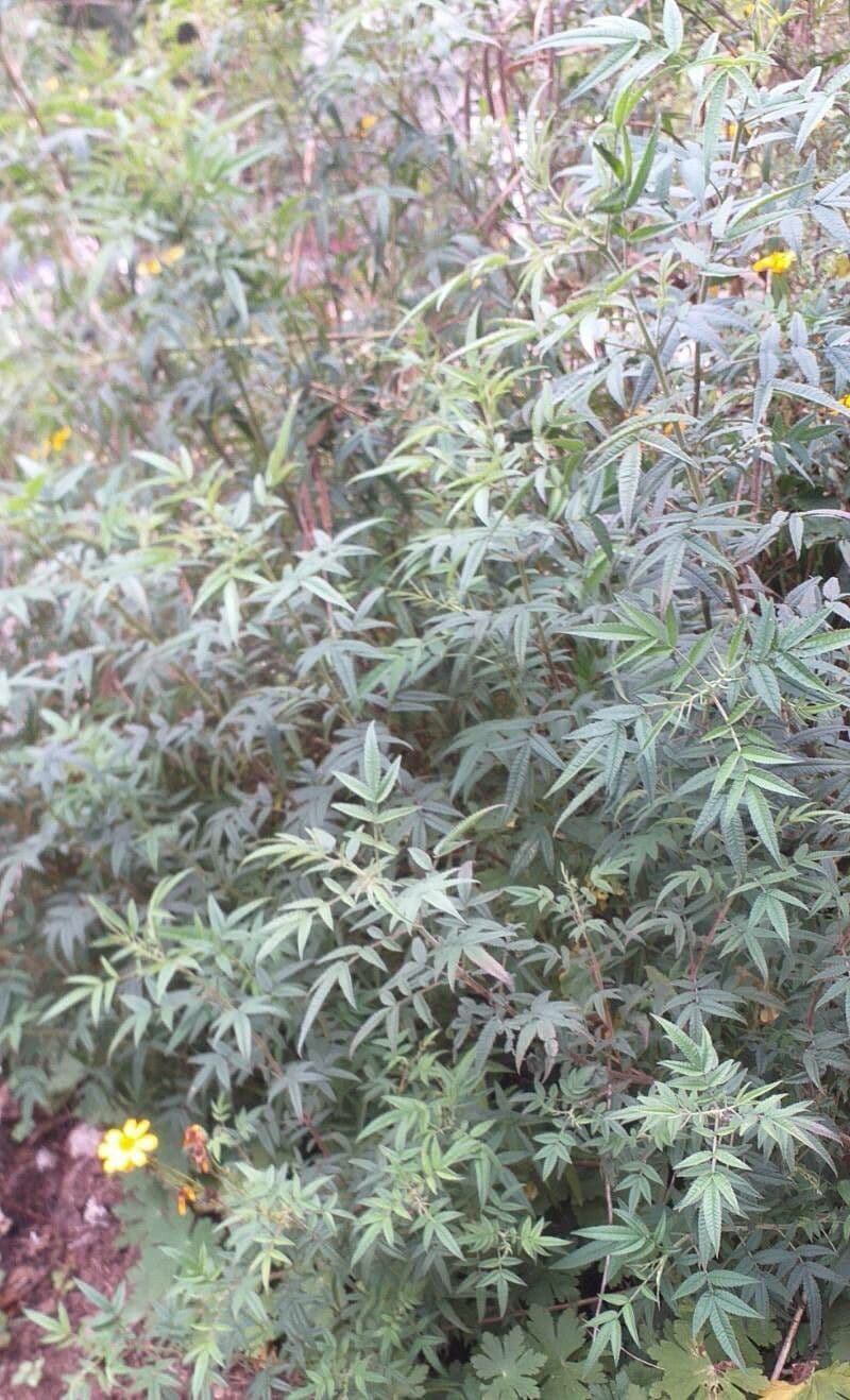 Tagetes 9