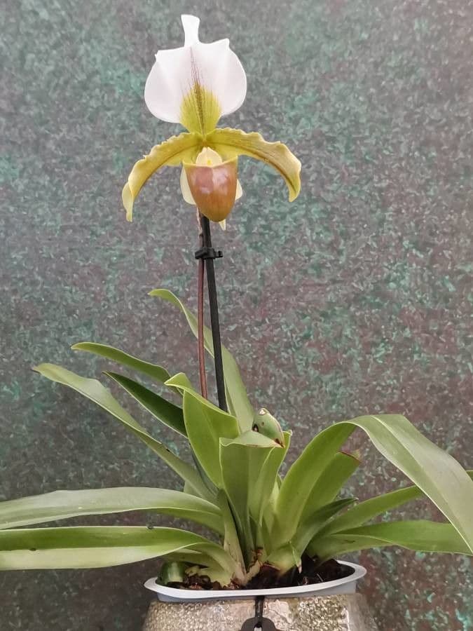 Paphiopedilum splendido 6