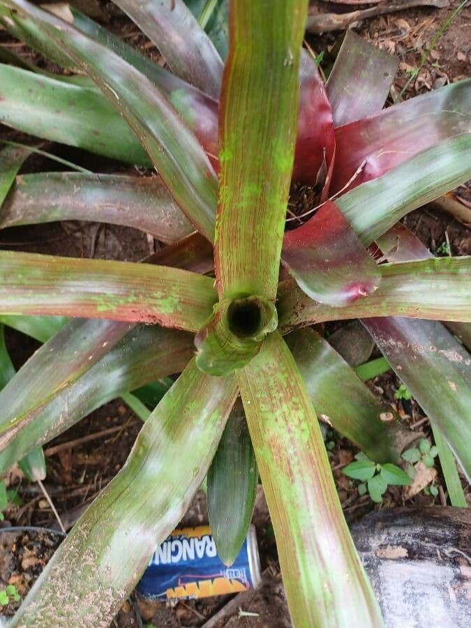 Neoregelia 3