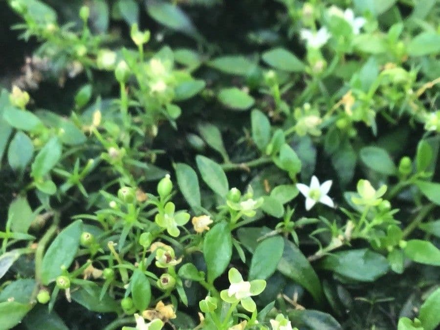 Lobelia irrigua 6