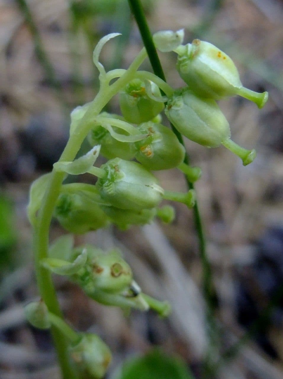 Serrated-wintergreen 8