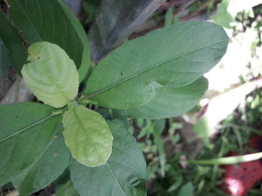 Ruellia tuberoso 17