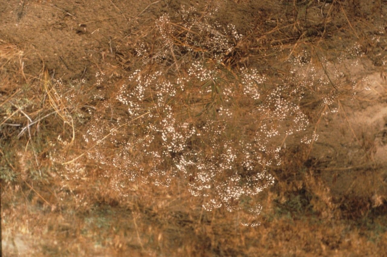 Adenocaulon bicolore 17