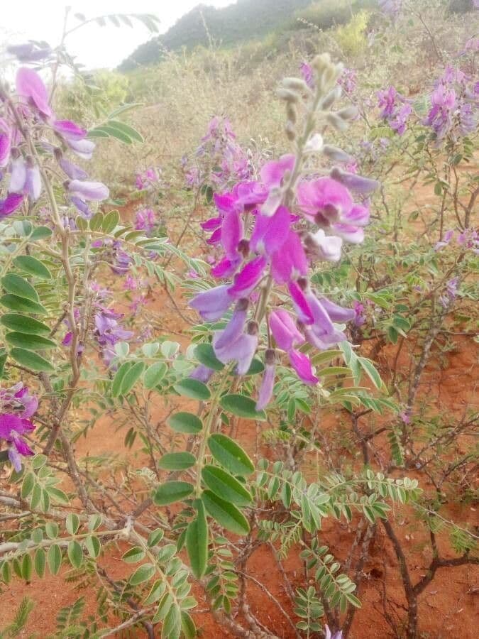 Mundulea sericea 5