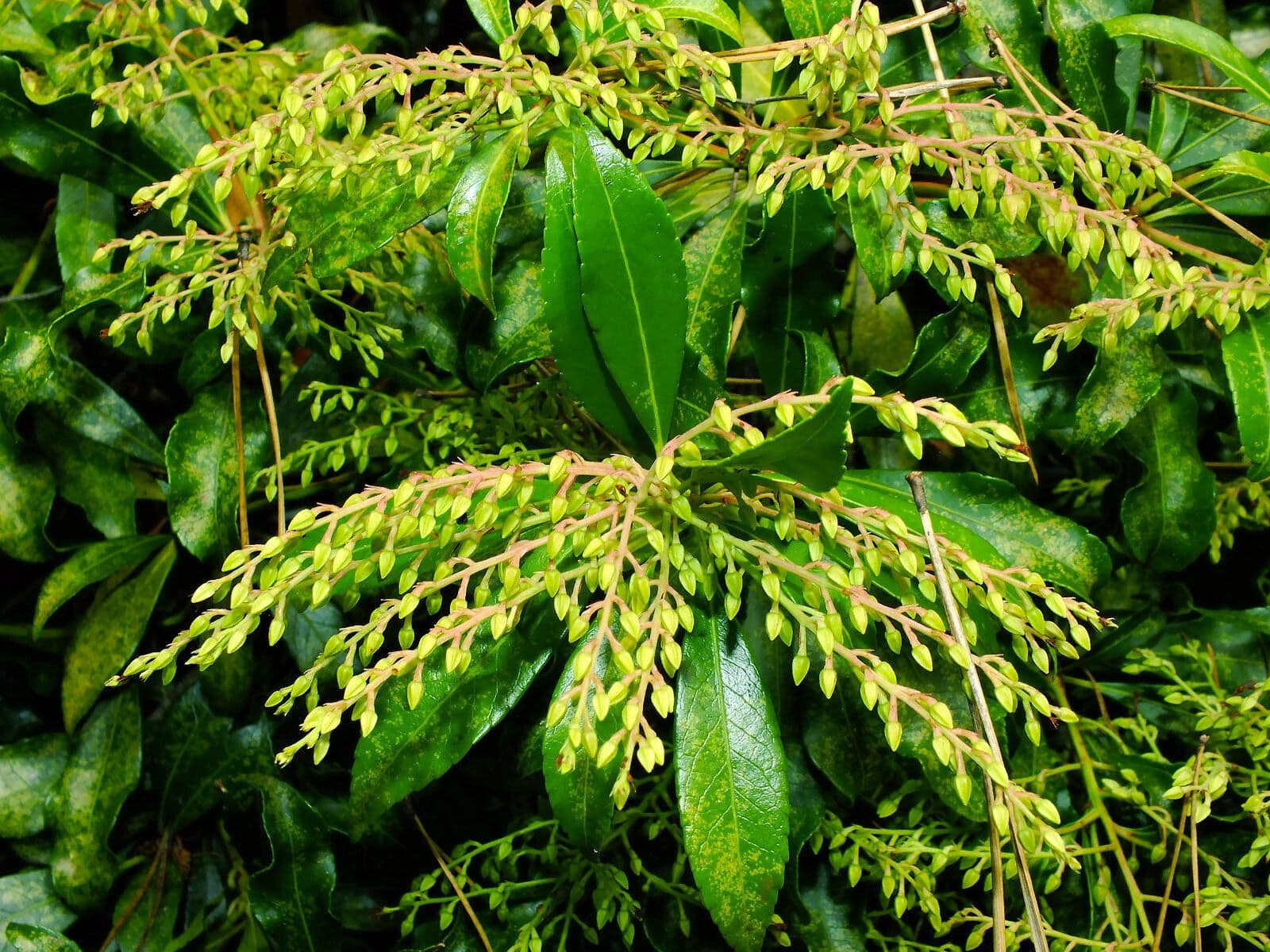 Pieris 4