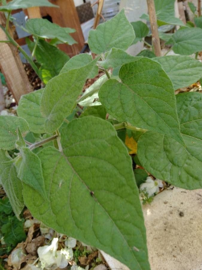 Physalis pubescent 18