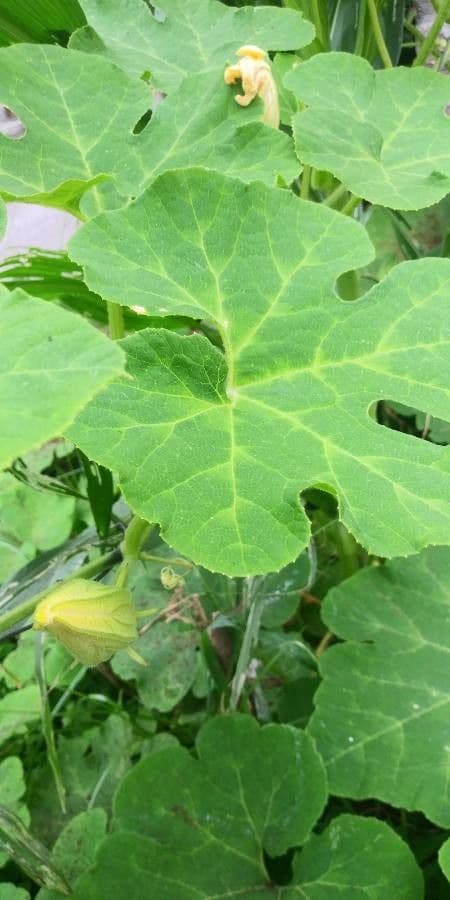 Figleaf gourd 13
