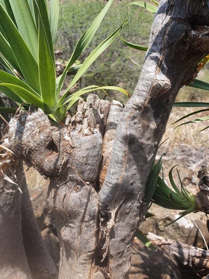 Dracena 11