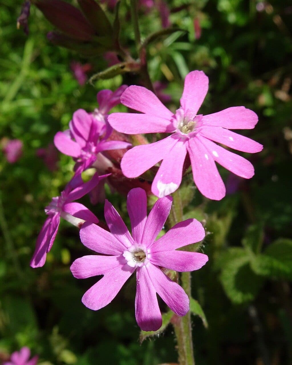 Silene dioica 10