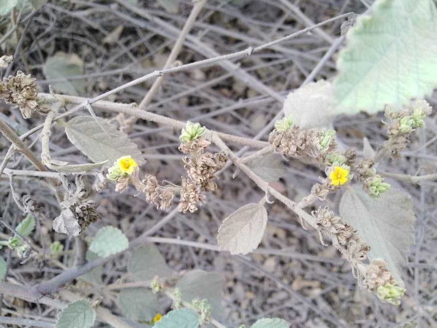Eiförmigblättrige Waltheria 5