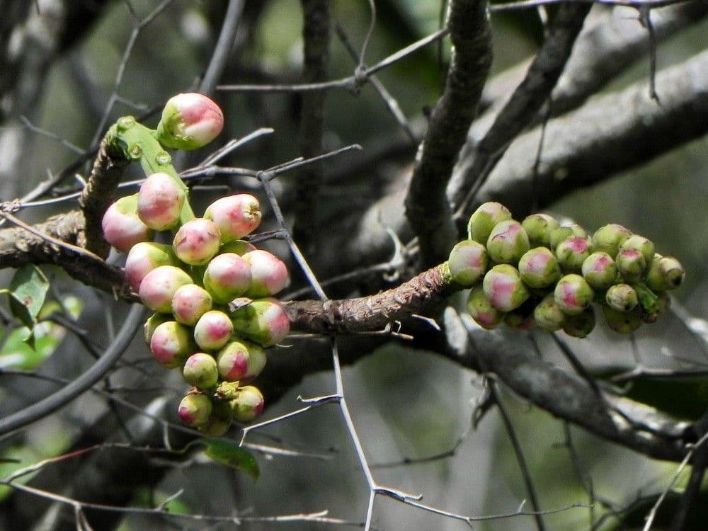 Barringtonia 4