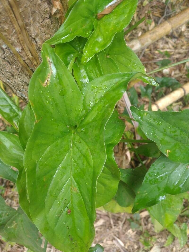 Typhonium 10