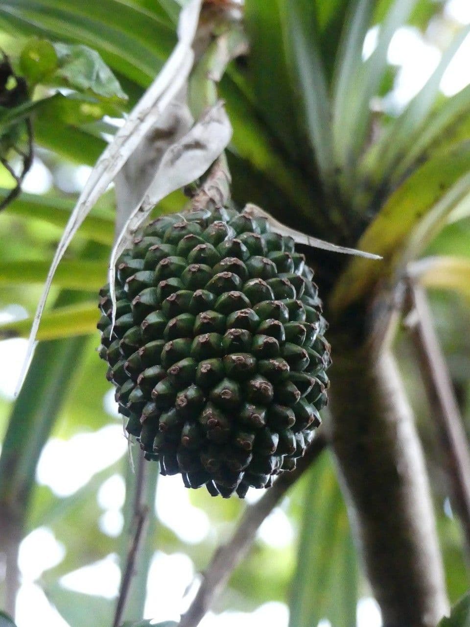 Pandanus 3