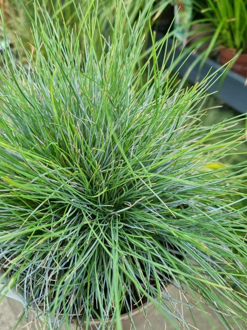 Festuca 8