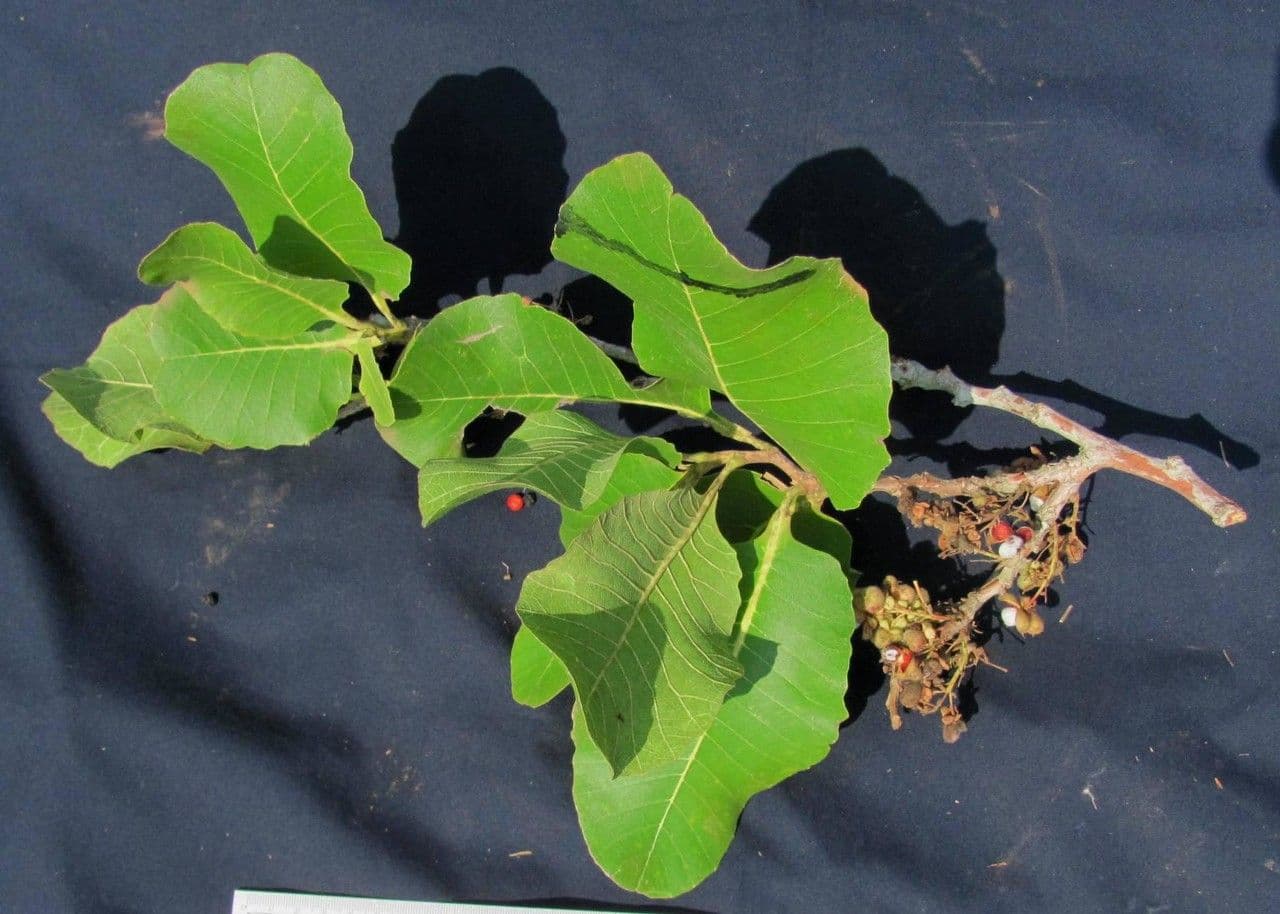 Curatella americana 24