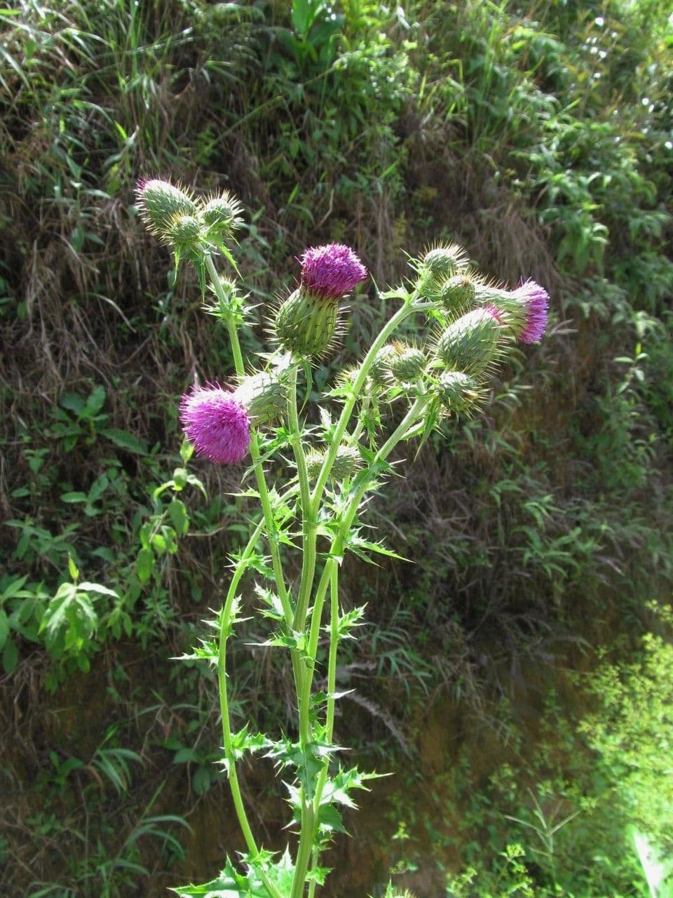 Cirsium mexicanum 9