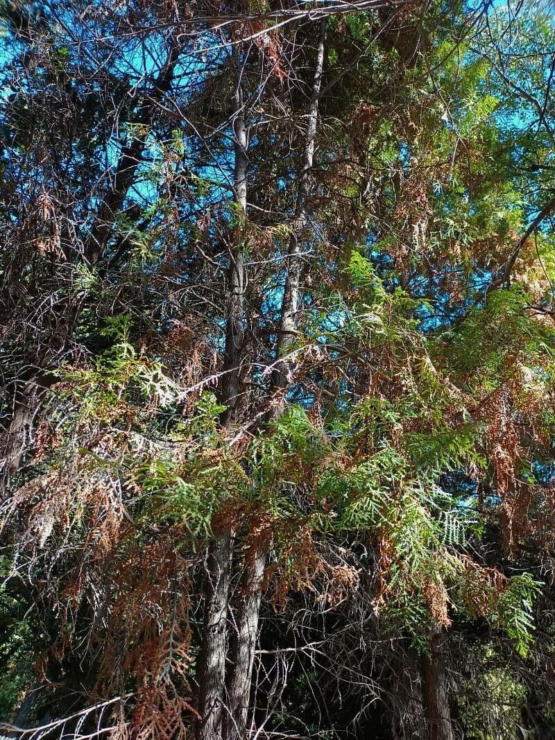 Cedro del Cile 11