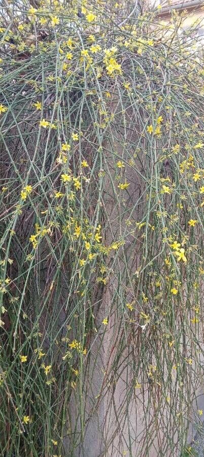 Winter-Jasmin 15