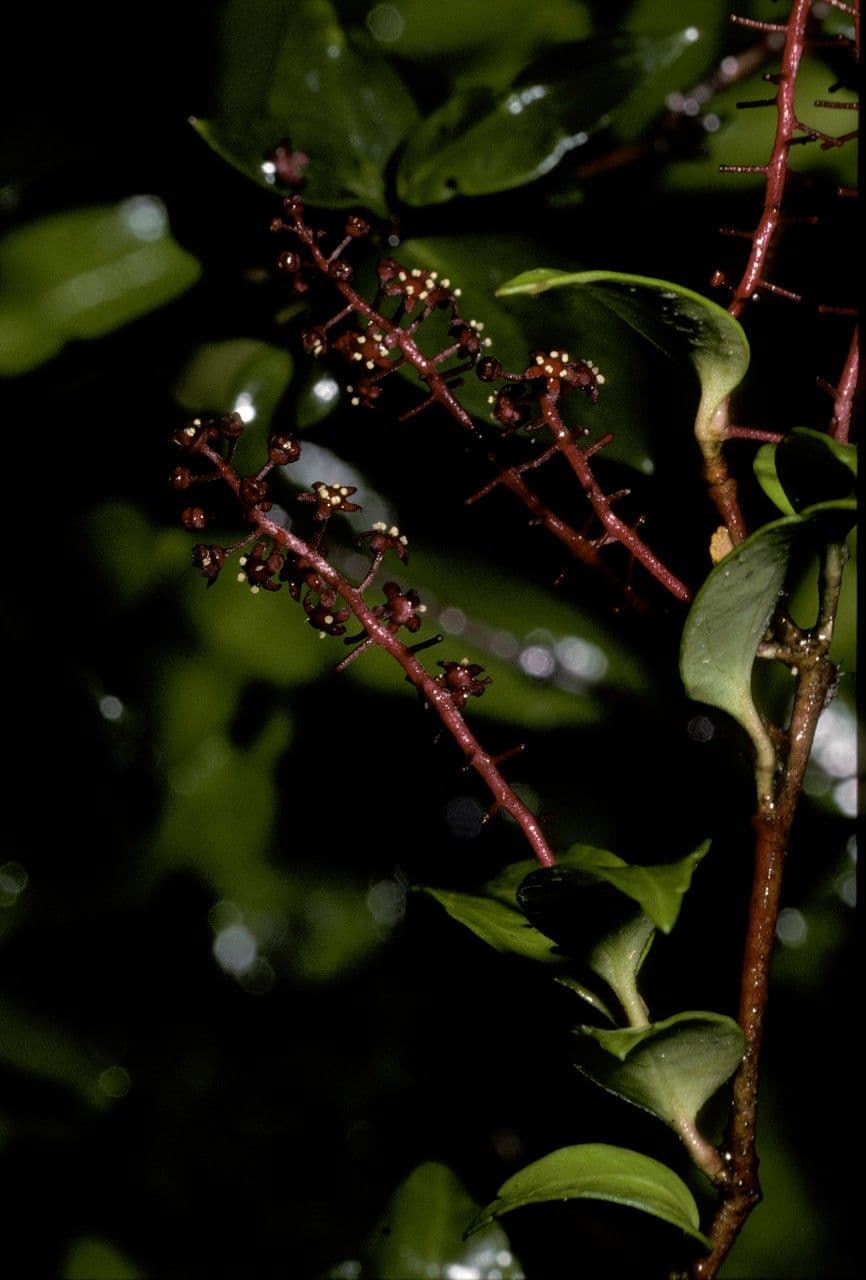 Griselinia 9