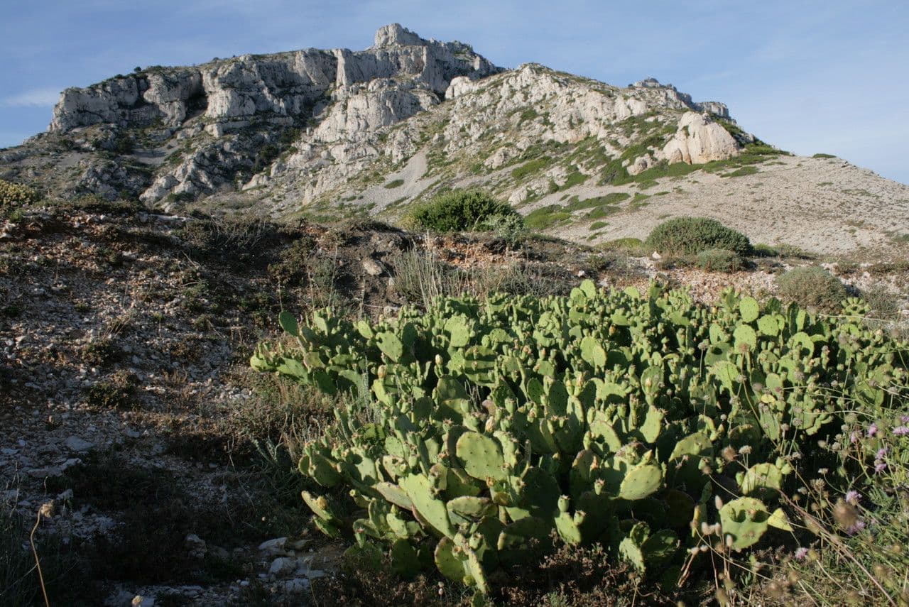 Erect prickly-pear 13