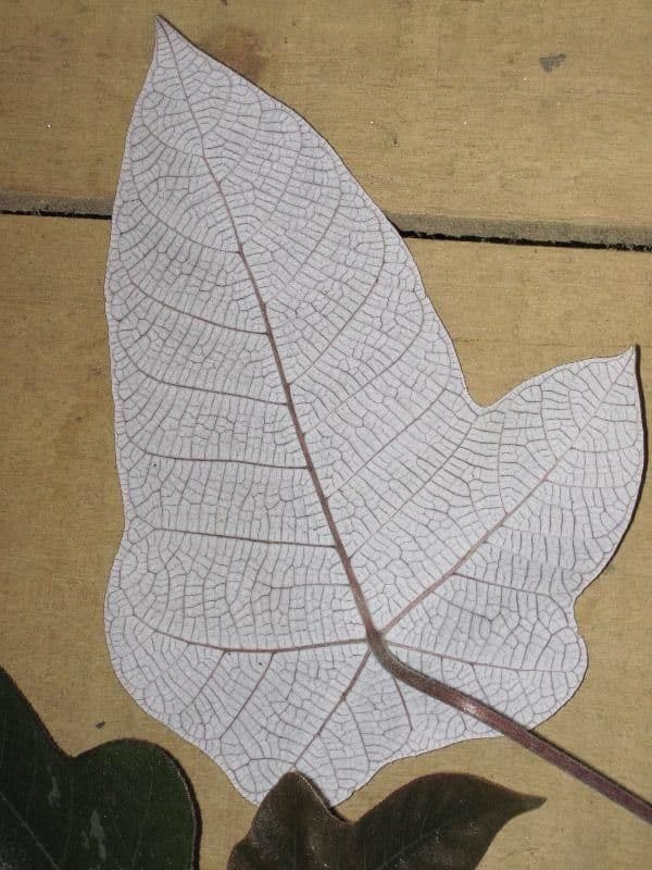 Cecropia 6