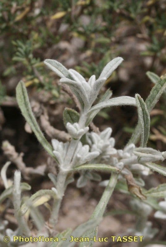 Sideritis 11