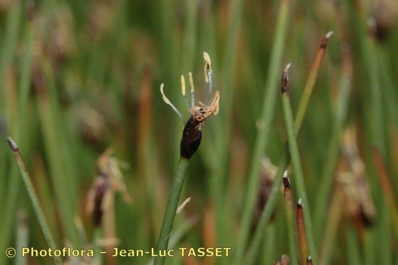 Giunco compressa 5