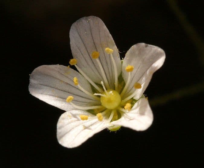 Sabulina