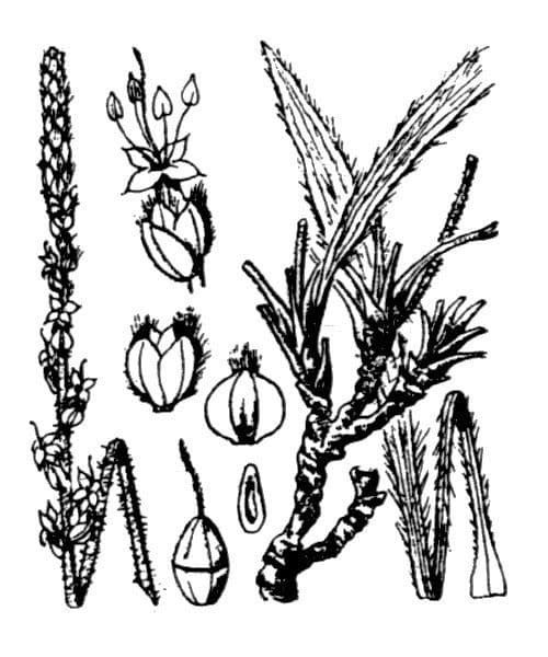 Piantaggine bianca 24
