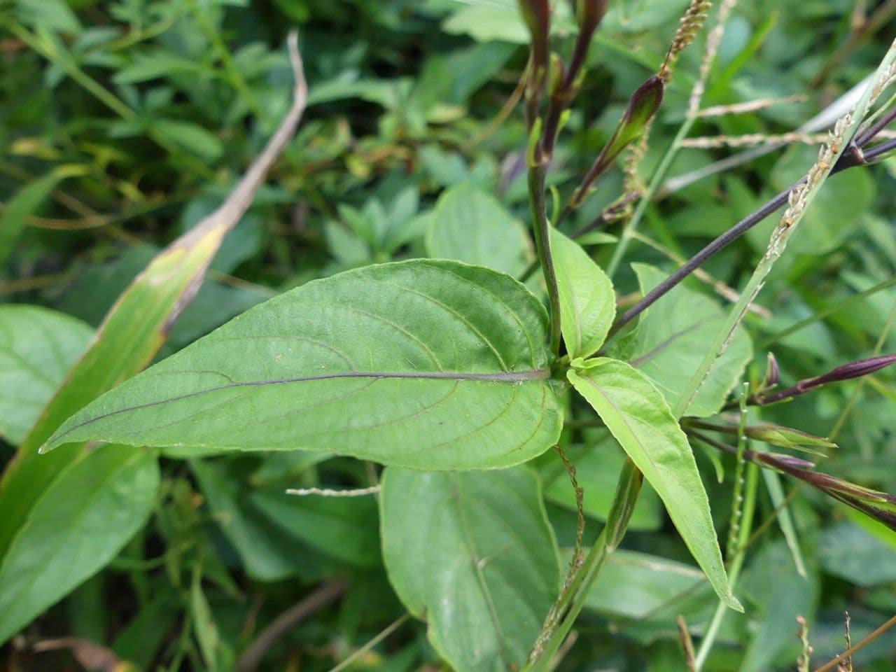 Ruellia brevifolia 15
