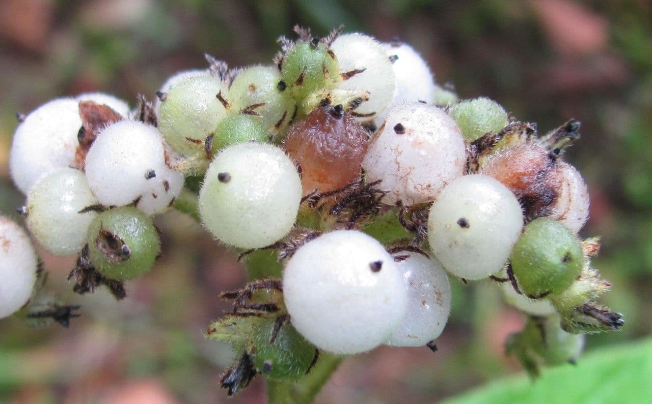 Tournefortia cuspidata