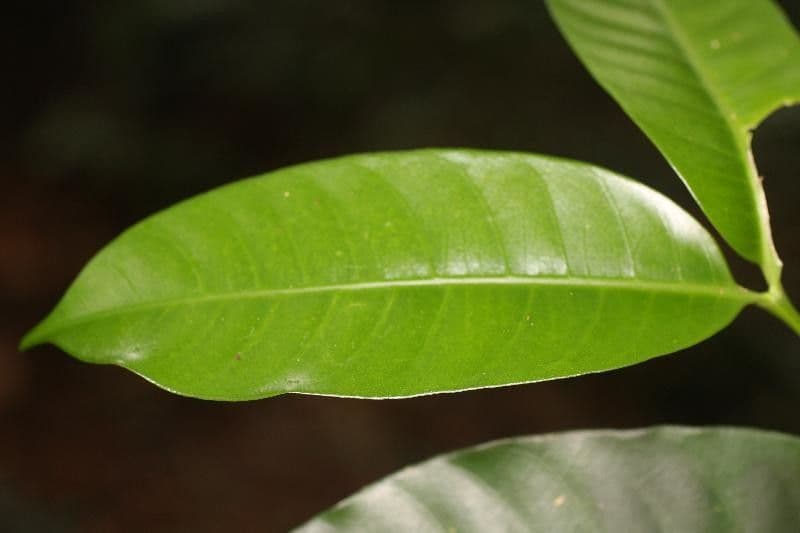 Tabernaemontana 7