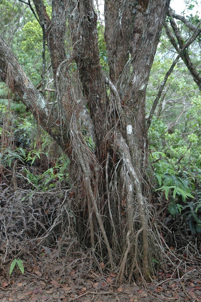 Metrosideros polymorpha 20