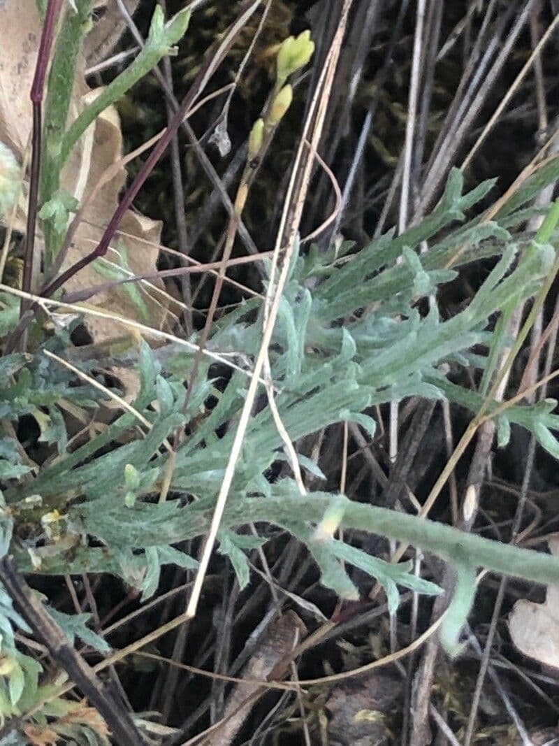 Leucanthemopsis 9
