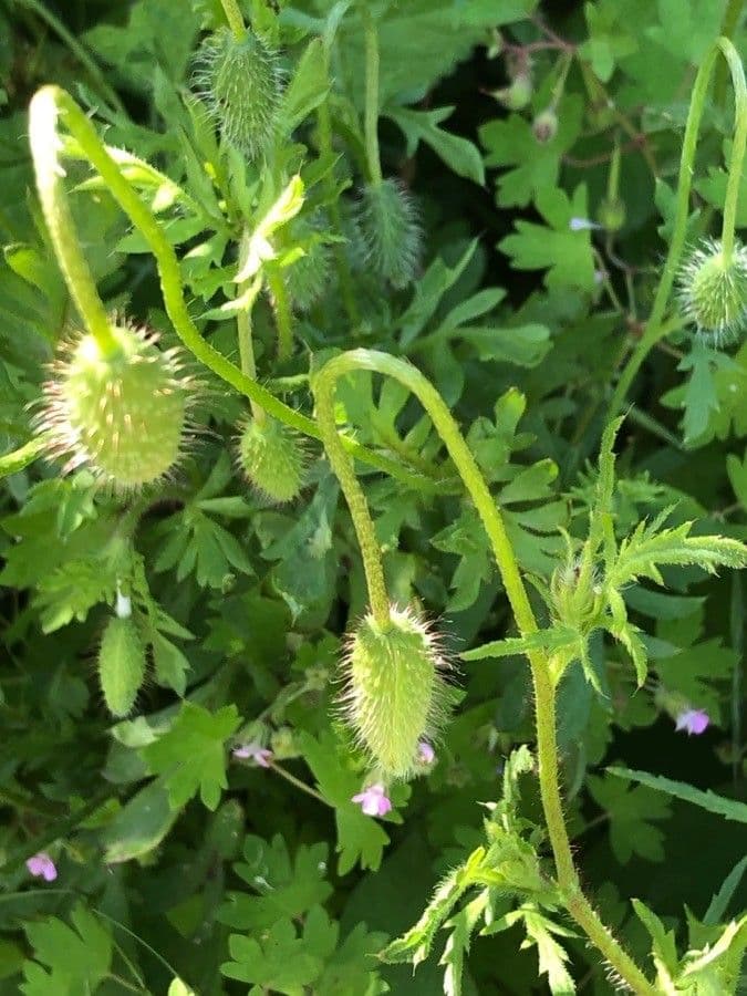 Klatschmohn 30