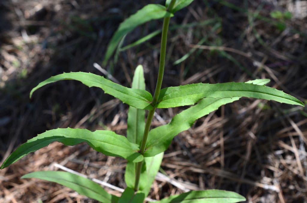 Penstemon 6
