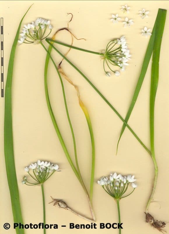 Aglio peloso 25