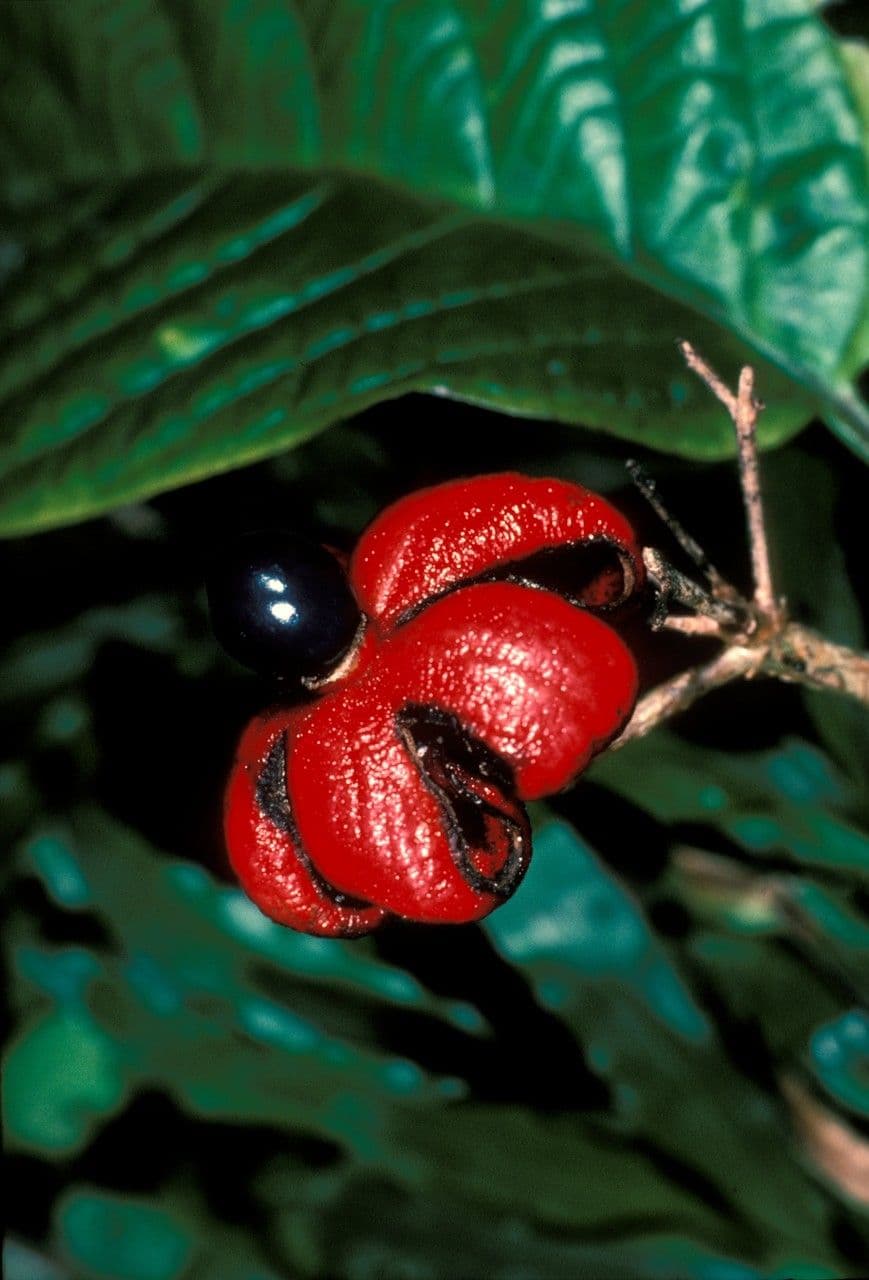 Clerodendrum 3