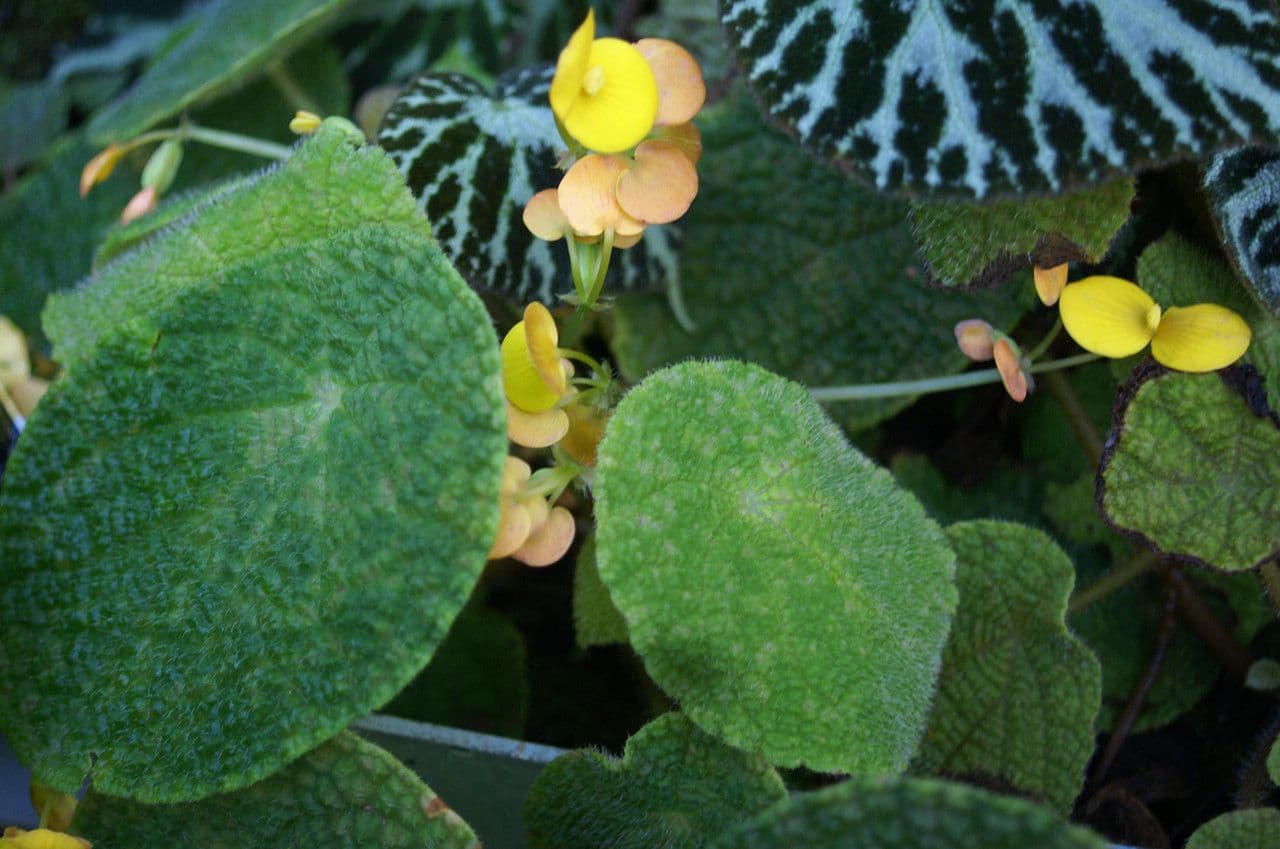 Begonia 4