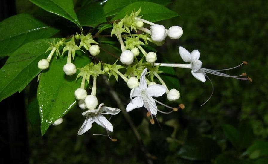 Volkameria ligustrina
