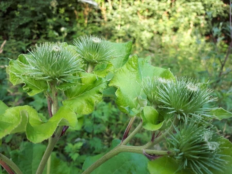 Große Klette 20