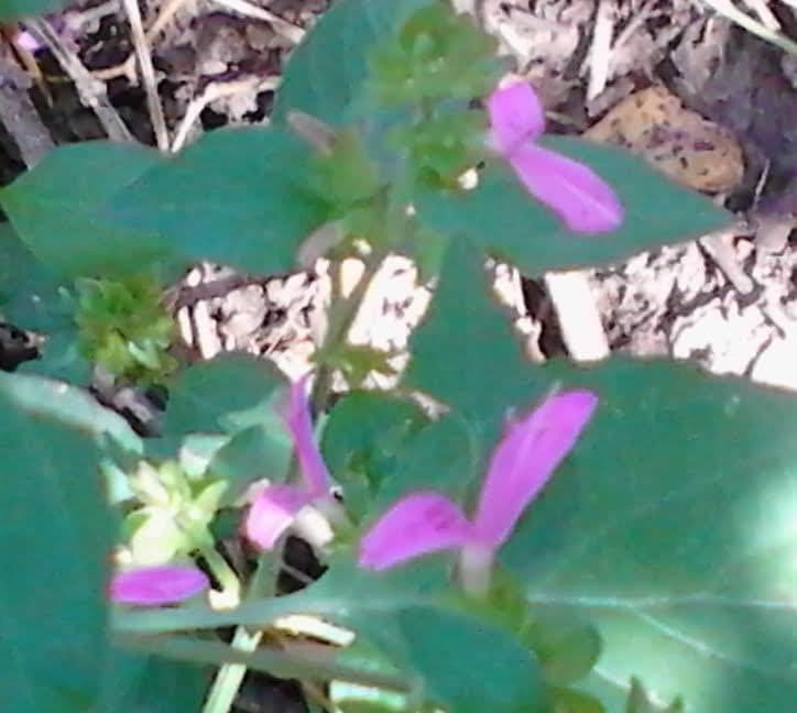 Ala piegata ramificata 2