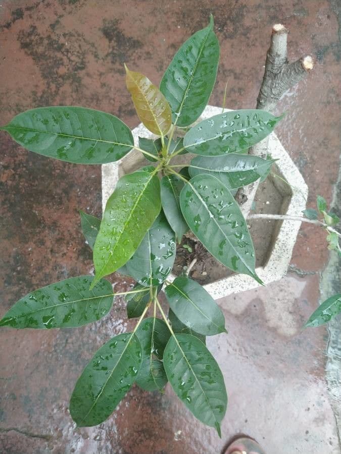 Tabebuia 16