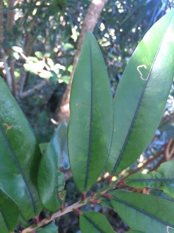 Erythroxylum 10