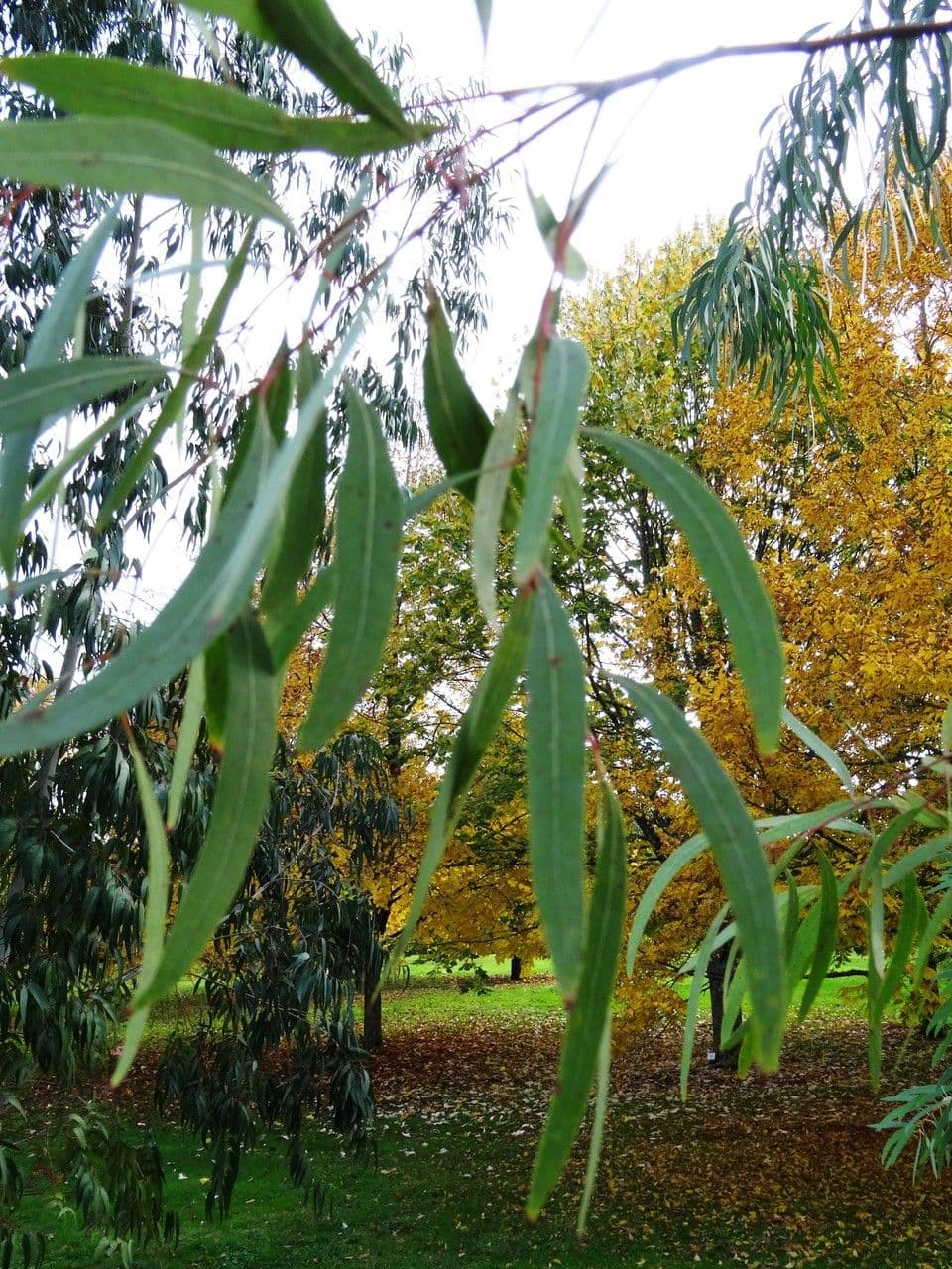 Kandelrinden-Eukalyptus 4